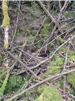 resurg tremblottes (2)